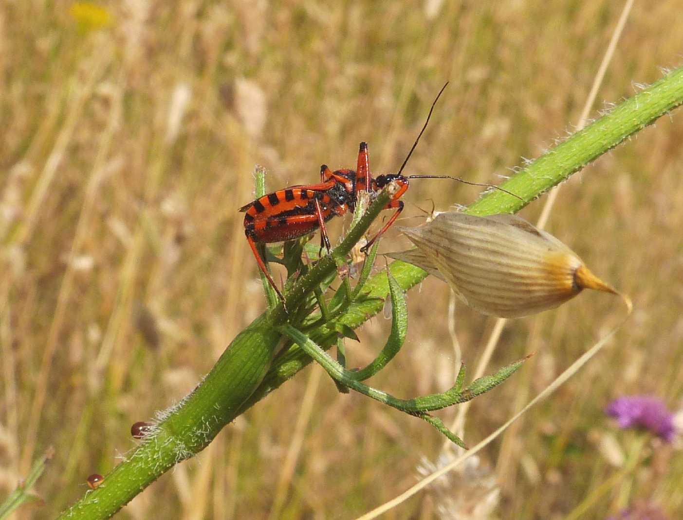 Rhynocoris rubricus?